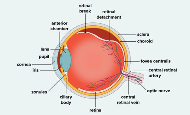 Everything You Need To Know About Retinal Detachment